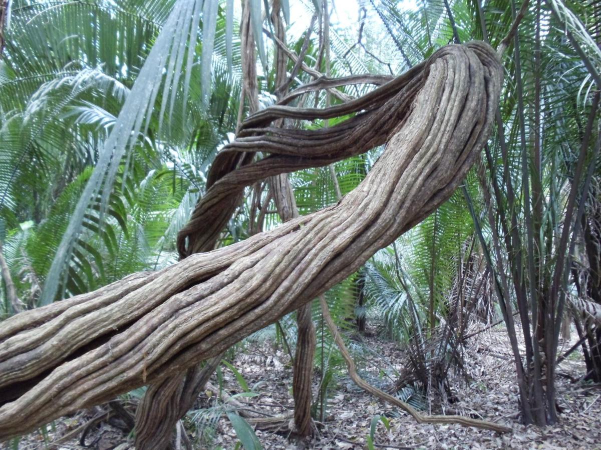 Lower Dover Jungle Lodge & Maya Ruins Unitedville المظهر الخارجي الصورة
