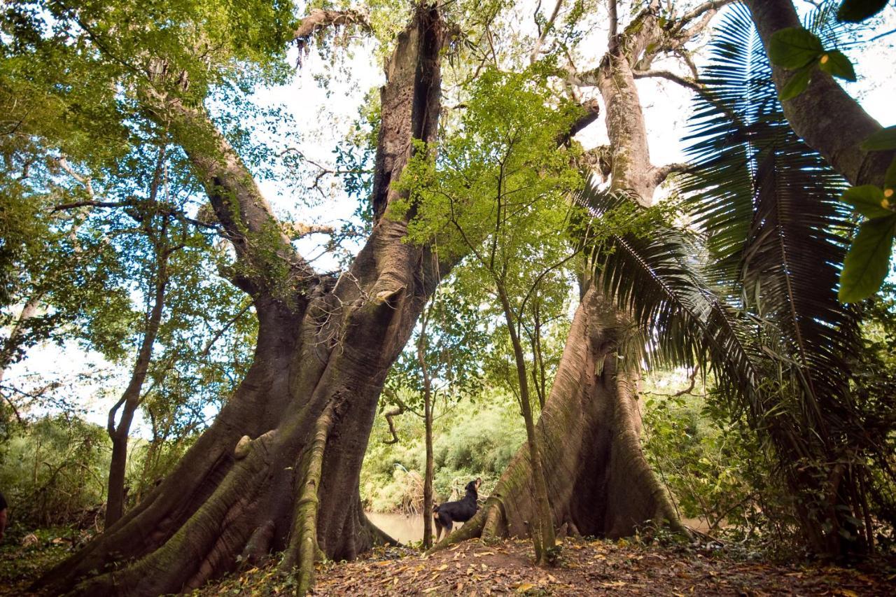 Lower Dover Jungle Lodge & Maya Ruins Unitedville المظهر الخارجي الصورة