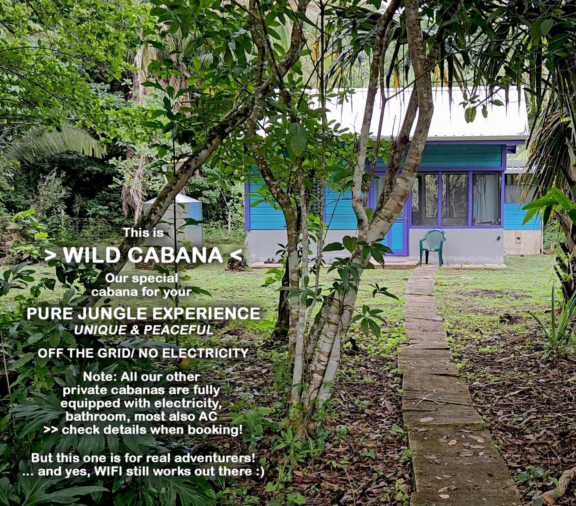 Lower Dover Jungle Lodge & Maya Ruins Unitedville الغرفة الصورة